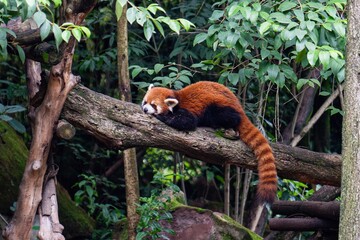 A playful red panda in Chengdu, China, surrounded by lush greenery. This vibrant image captures the...
