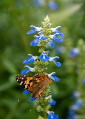 A stunning capture of a butterfly on a colorful flower, highlighting nature's beauty. Perfect for adding a vibrant, natural touch to any space.