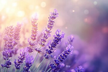 Naklejka premium Lavender flowers field, soft focus. Beautiful Nature summer Background. Floral Natural Wallpaper with purple Lavender flowers , ai