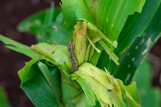 In the maize field, the armyworm attack the maize leaves, causing damage to the maize leaves, causing major losses to the maize itself.