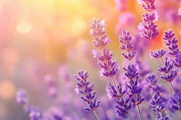 Obraz premium Lavender flowers field, soft focus. Beautiful Nature summer Background. Floral Natural Wallpaper with purple Lavender flowers , ai
