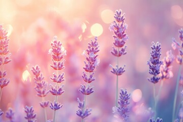 Obraz premium Lavender flowers field, soft focus. Beautiful Nature summer Background. Floral Natural Wallpaper with purple Lavender flowers , ai