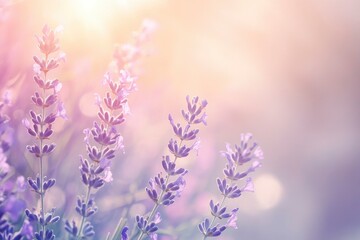 Obraz premium Lavender flowers field, soft focus. Beautiful Nature summer Background. Floral Natural Wallpaper with purple Lavender flowers , ai