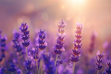 Fototapeta premium Lavender flowers field, soft focus. Beautiful Nature summer Background. Floral Natural Wallpaper with purple Lavender flowers , ai