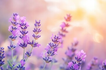 Obraz premium Lavender flowers field, soft focus. Beautiful Nature summer Background. Floral Natural Wallpaper with purple Lavender flowers , ai