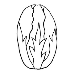 Lettuce Outline  doodle suitable for restaurant or vegetable supermarket illustrations, icons, packaging designs, and other product needs related to processed vegetable foods
