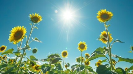 Radiant Summer Sunshine. Vibrant sunflower field under the bright sun