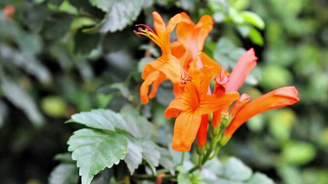 Kaapse kanferfoelie, Cape honeysuckle or Tecomaria capensis