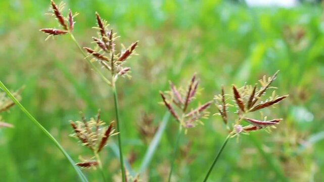 Cyperus esculentus, chufa sedge, nut grass or yellow nutsedge
