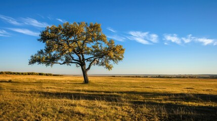 Fototapeta premium Lone Tree in a Field at Sunset.