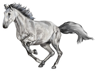 Watercolor painting of horse free running isolated on transparent background.