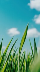 Obraz premium Vibrant Close-Up of Green Grass with Bright Blue Sky and White Clouds in Summer Day