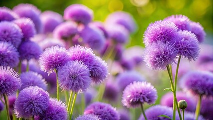 Fototapeta premium Soft and delicate purple fuzzy blooms with an irresistible allure in nature