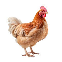 Hen Isolated on a Transparent Background