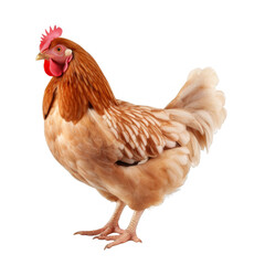 Fototapeta premium Hen Isolated on a Transparent Background