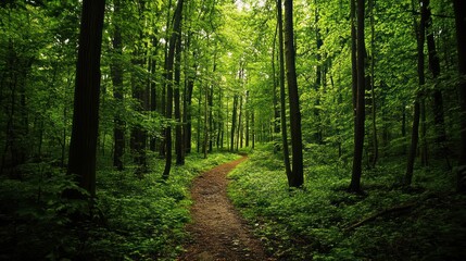 Obraz premium Forest Path