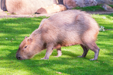 A large capybara walks on the green grass in the park