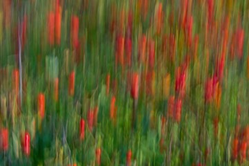 Ripe rose hips on a bush. Blurred photography. Abstract background.