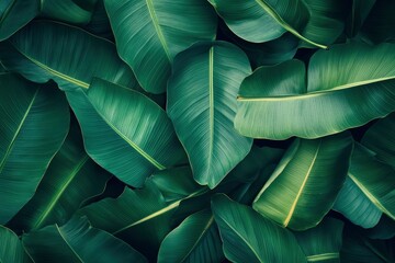Obraz premium Abstract bold green leaves texture background, elegant tropical banana leaf details, nature wallpaper, vintage tone, deep shading, foliage, ecology concept, dark moody feel. refined,elegance. leaf, ai