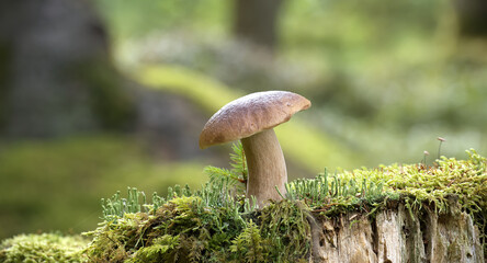 Wild cep mushroom growing in a green forest during daylight with beautiful bokeh background