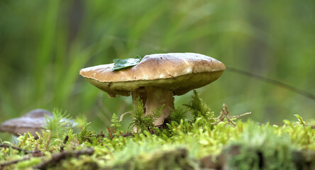 Wild cep mushroom growing in a lush green forest