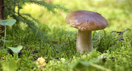Close-up of a wild cep mushroom growing in a lush green forest surrounded by moss and foliage