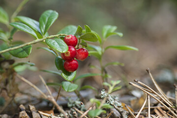 Lingonberry plants with red berries in a forest setting, surrounded by moss and foliage