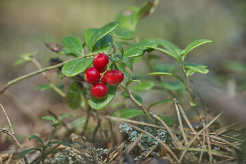 Close-up of vibrant red lingonberries growing on a branch in a natural outdoor setting