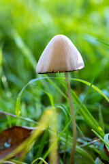 A small mushroom is growing in the grass, part of the natural landscape. It belongs to the Agaricaceae family, a type of terrestrial plant commonly found as groundcover