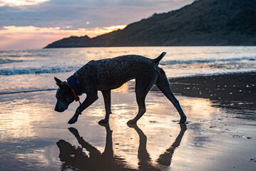 Blue heeler dog at the beach