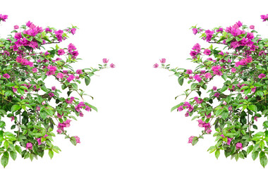 pink flowers border, pink flowers border isolated, bougainvillea flowers mockup with green leaf tree branch png transplant background, a plant with pink purple flowers and green leaves