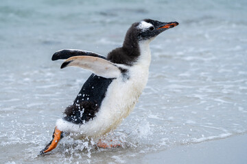 Gentoo Penguin Chick making a Splash on the Beach