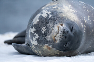 Weddell Seal Sleeping