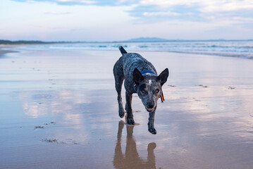 Blue heeler dog at the beach