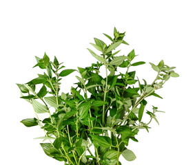 fresh rosemary isolated, green grass frame, green leaves frame, green grass border, a green fern with green leaves mockup on a png transparent background, two green plants hanging from a branch, green