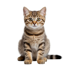 Obraz premium Cute Cat Isolated on a Transparent Background