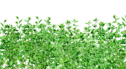 Fototapeta premium green grass in the wind, green grass background, green plant with green leaves on a png background green plants mockup on a transparent background