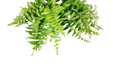 a green fern with green leaves mockup on a png transparent background, two green plants hanging from a branch, green ferns on transparent background