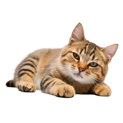 Obraz premium Cute Cat Isolated on a Transparent Background