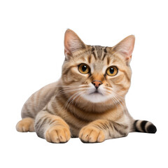 Obraz premium Cute Cat Isolated on a Transparent Background