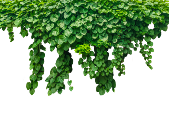 green ivy plant on a wall transparent background, green plants hanging from a tree on a png background, a branch of a plant heart shaped leaf, green leaves on a white background