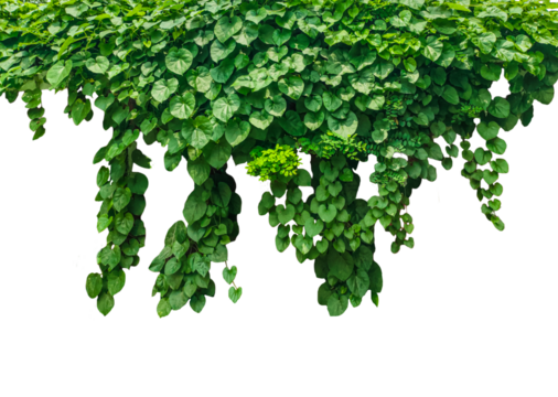green ivy plant on a wall transparent background, green plants hanging from a tree on a png background, a branch of a plant heart shaped leaf, green leaves on a white background
