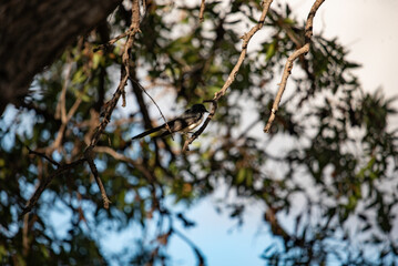 peewee in a tree branch