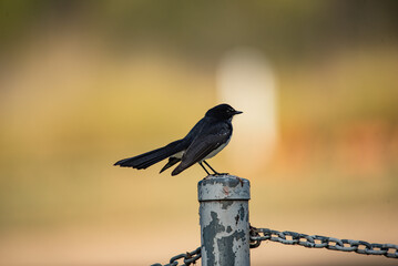 Willy Wagtail bird