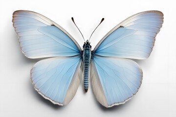 Obraz premium A delicate blue butterfly with pastel shades on a white background, AI Generated