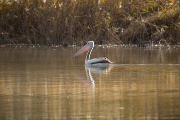 Pelican on the Maranoa River