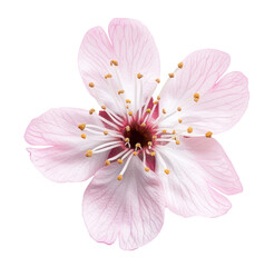 Fototapeta premium Sakura flower isolated on transparent background, top view