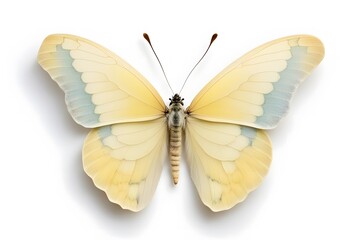 Fototapeta premium A delicate butterfly with pastel yellow wings and soft patterns on a white background, AI Generated
