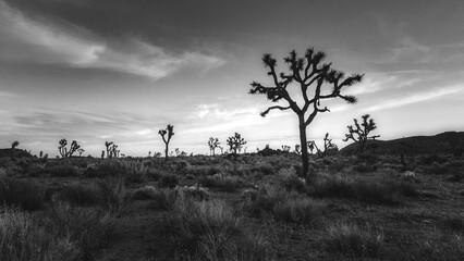 A black and white photo of Joshua Trees in silhouette in the Joshua Tree National Forest