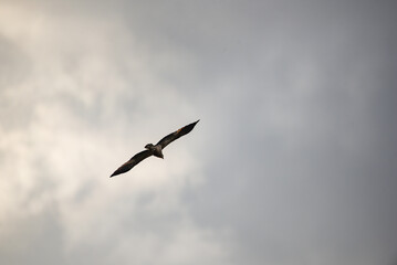 Eagle soaring in the sky
